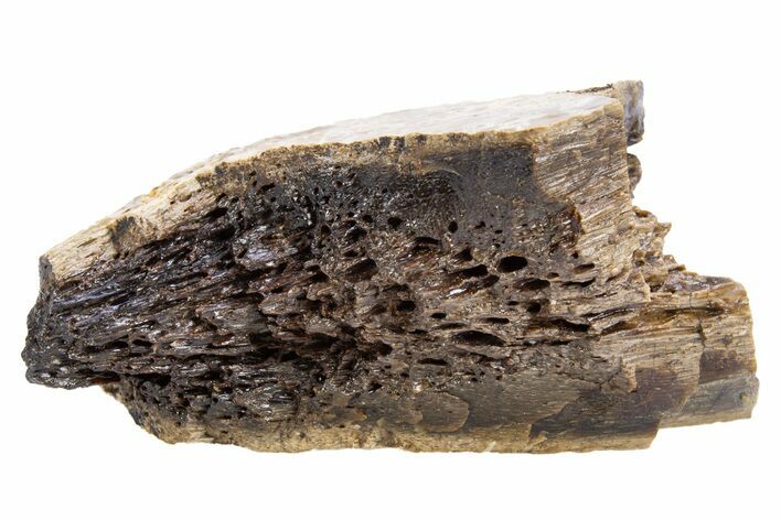 Fossil Tyrannosaur (T rex) Bone Section - Wyoming #306742